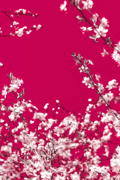 Arte abstracto floral sobre fondo granate, flores de cerezo vintage — Foto de Stock