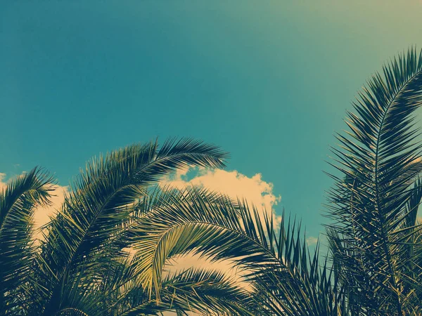 Hojas de palmera y el cielo, fondo de viaje de verano — Foto de Stock