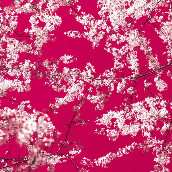 マルーンの背景に花の抽象芸術、ヴィンテージ桜の花 — ストック写真