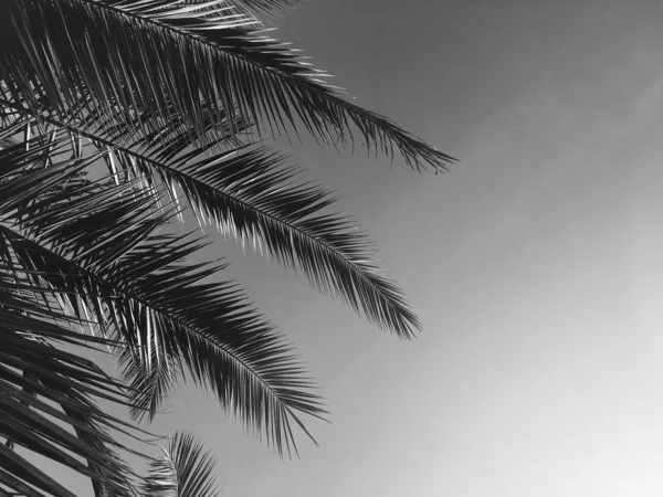 Palm tree leaves and the sky, summertime travel background