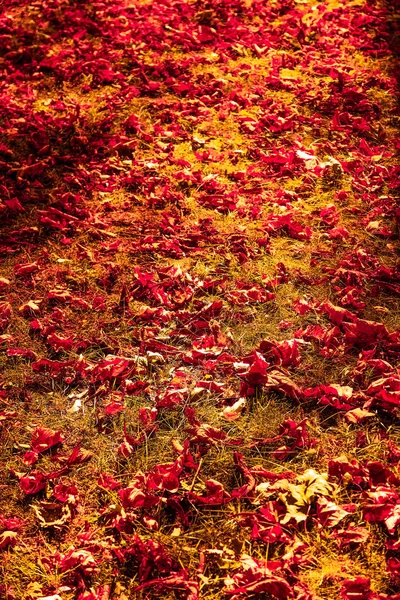 Belo outono paisagem fundo, vintage natureza cena em f — Fotografia de Stock