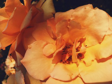 Gün batımında harika çiçek açan gül çiçeği, çiçek güzelliği backgrou