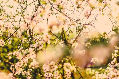 Doğa arka plan olarak gün doğumunda çiçek Vintage kiraz çiçekleri 