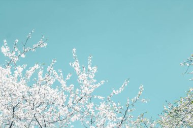 Turkuaz arka plan, vintage kiraz akışı çiçek soyut sanat