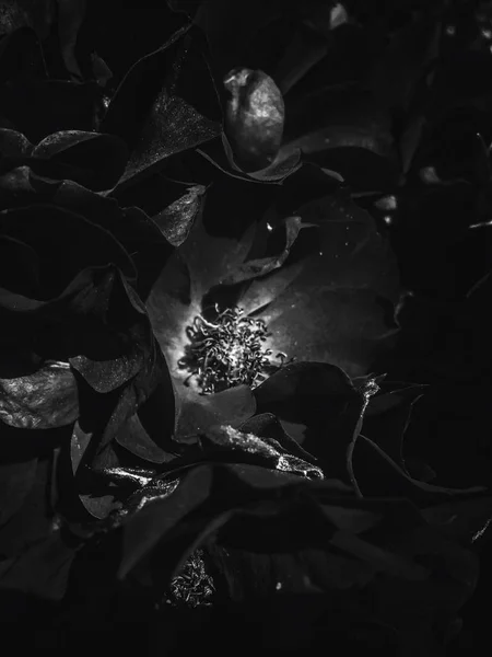 Μαύρο ανθισμένο κήπο τριαντάφυλλο λουλούδι στο ηλιοβασίλεμα, floral ομορφιά backg — Φωτογραφία Αρχείου
