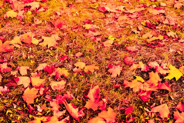Beautiful autumn landscape background, vintage nature scene in f — Stock Photo, Image