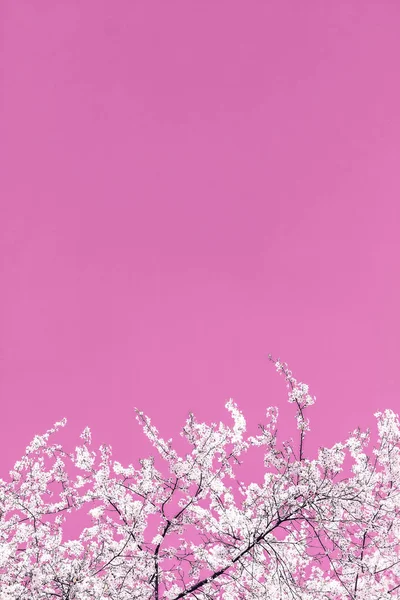Цветочные абстрактные искусства на розовом фоне, винтажные цветы вишни я — стоковое фото