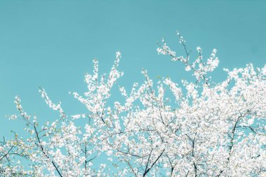 Turkuaz arka plan, vintage kiraz akışı çiçek soyut sanat