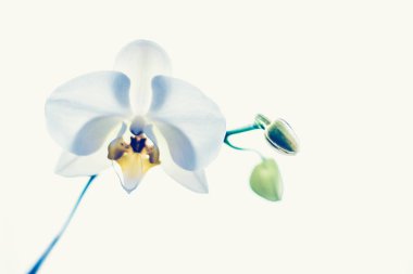 Çiçek açan orkide, soyut çiçek arkaplanı