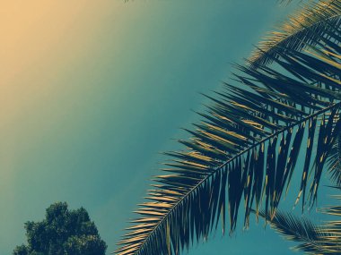 Palmiye yaprakları ve gökyüzü, yaz yolculuğu arka planı