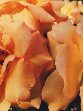 Gün batımında harika çiçek açan gül çiçeği, çiçek güzelliği backgrou