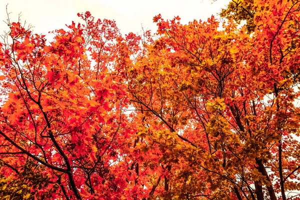 Hermoso paisaje de otoño de fondo, escena de la naturaleza vintage en f —  Fotos de Stock