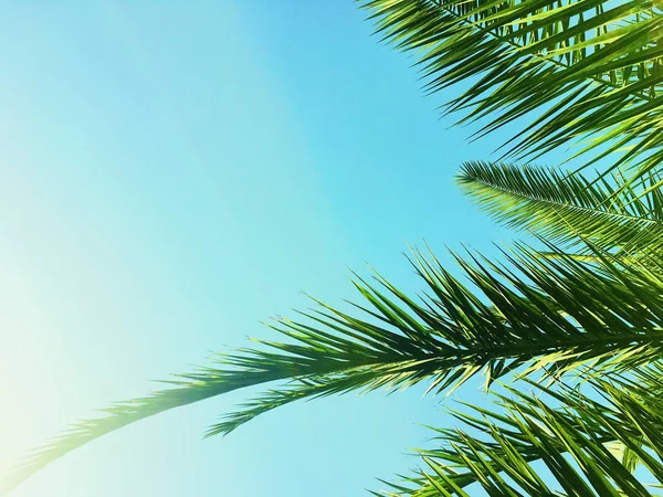 Hojas de palmera y el cielo, fondo de viaje de verano — Foto de Stock