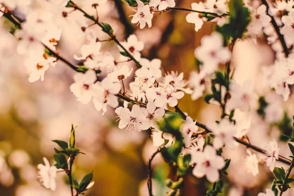 Vintage Cherry bloemen in bloei bij zonsopgang als natuur achtergrond — Stockfoto