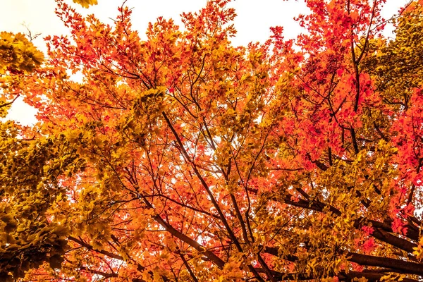 Mooie herfst landschap achtergrond, vintage natuur scène in f — Stockfoto
