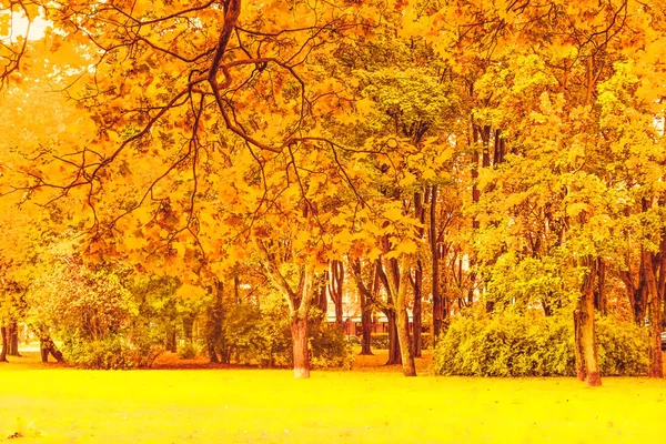 美しい秋の風景の背景、fのヴィンテージ自然シーン — ストック写真