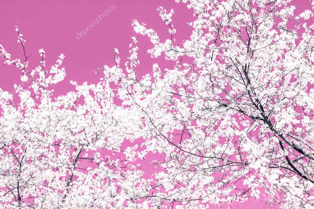 Floral abstract art on pink background, vintage cherry flowers i