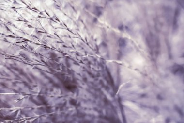 Vintage rustik çim ve alan, soyut doğa arka plan