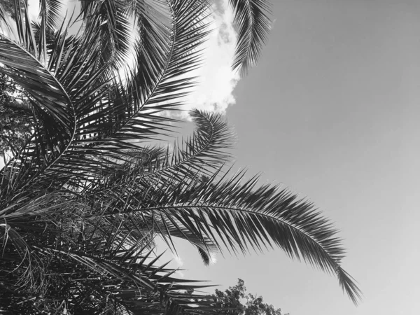 Pálmafa levelek és az ég, nyári utazási háttér — Stock Fotó