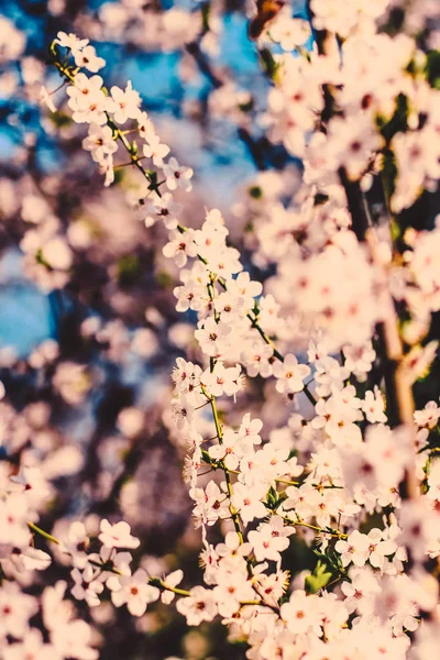 Flores de cerezo vintage en flor al amanecer como fondo de la naturaleza — Foto de Stock
