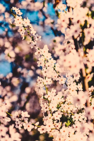 Vintage körsbärsblommor blommar i soluppgången som natur bakgrund — Stockfoto