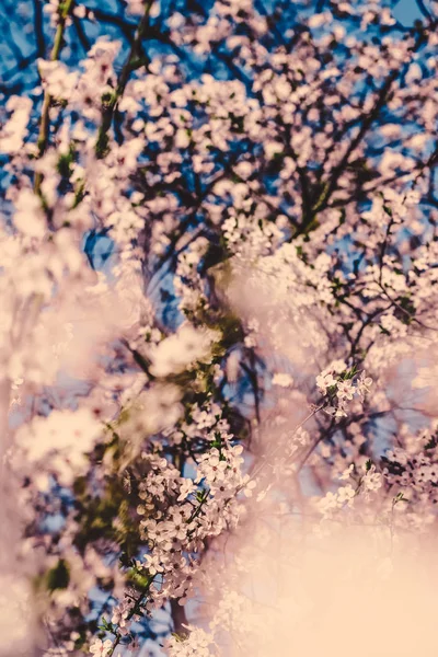 Vintage cherry flowers in bloom at sunrise as nature background — Stock Photo, Image