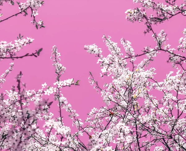 Blommig abstrakt konst på rosa bakgrund, Vintage körsbärsblommor i — Stockfoto