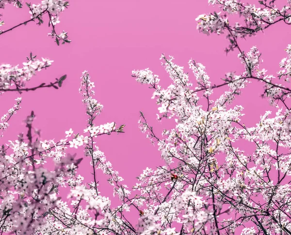 Blumen abstrakte Kunst auf rosa Hintergrund, vintage Kirschblüten i — Stockfoto