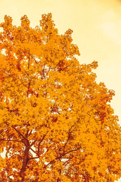 Beau fond de paysage d'automne, scène de nature vintage en f — Photo