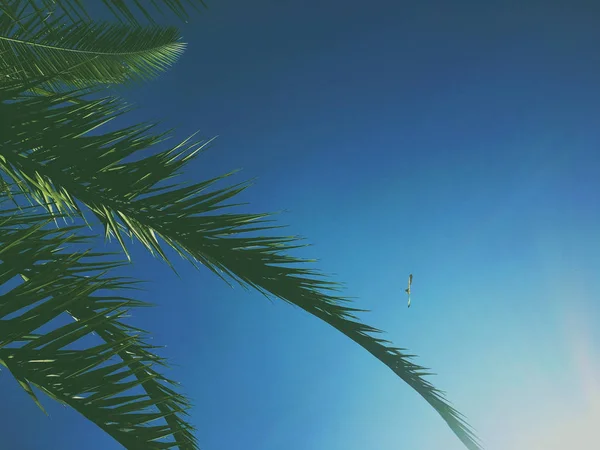 Hojas de palmera y el cielo, fondo de viaje de verano —  Fotos de Stock