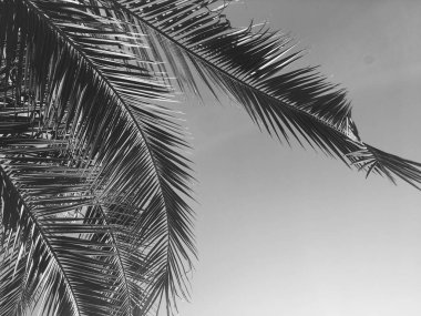 Palmiye yaprakları ve gökyüzü, yaz yolculuğu arka planı