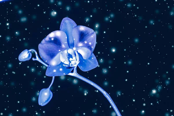 Flor de orquídea en flor, fondo abstracto de arte floral —  Fotos de Stock