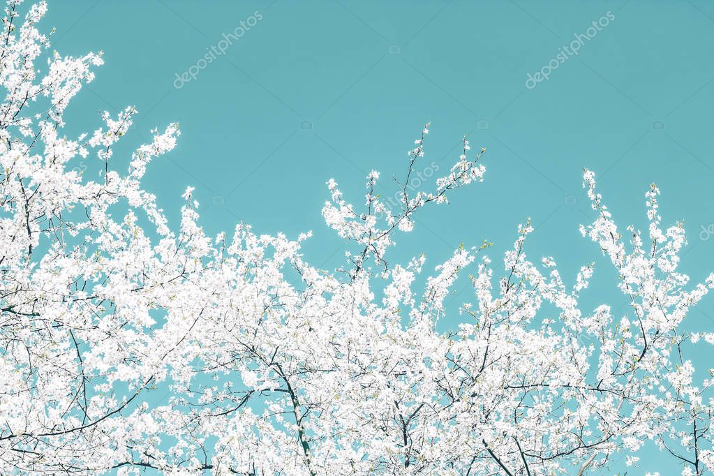 Floral abstract art on turquoise background, vintage cherry flow