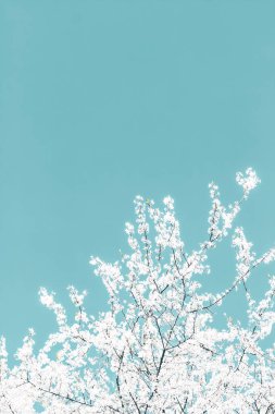 Turkuaz arka plan, vintage kiraz akışı çiçek soyut sanat