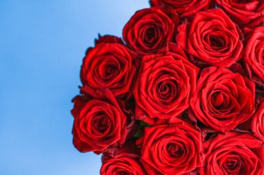 Mavi arka plan üzerinde kırmızı gül Lüks buket, bir hol olarak çiçek