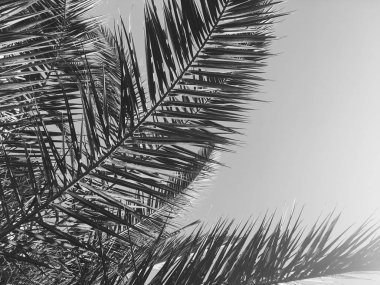 Palmiye yaprakları ve gökyüzü, yaz yolculuğu arka planı