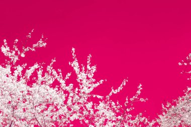 Bordo arka plan, vintage kiraz çiçekleri çiçek soyut sanat