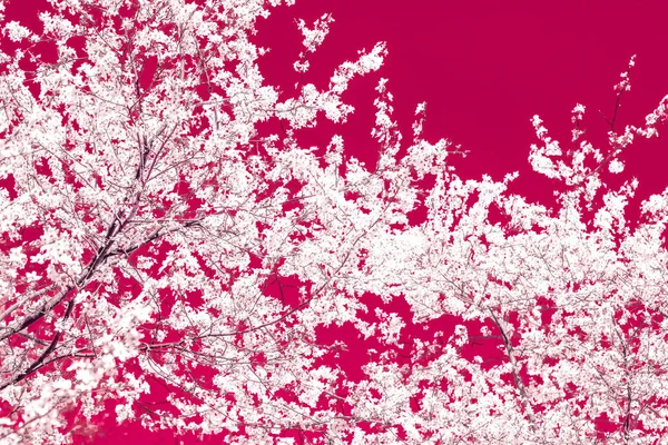 Arte abstracto floral sobre fondo granate, flores de cerezo vintage — Foto de Stock