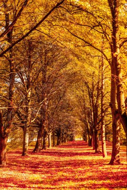 Güzel sonbahar manzara arka plan, f vintage doğa sahnesi