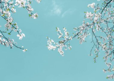 Turkuaz arka plan, vintage kiraz akışı çiçek soyut sanat