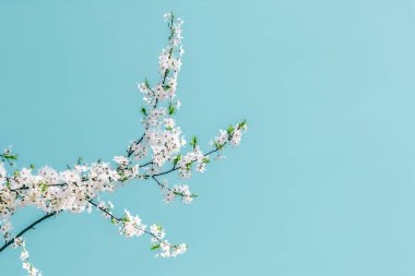 Turkuaz arka plan, vintage kiraz akışı çiçek soyut sanat