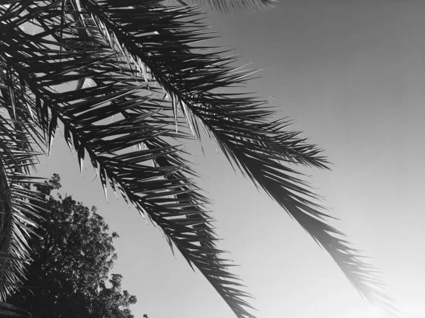 Palmiye yaprakları ve gökyüzü, yaz yolculuğu arka planı — Stok fotoğraf