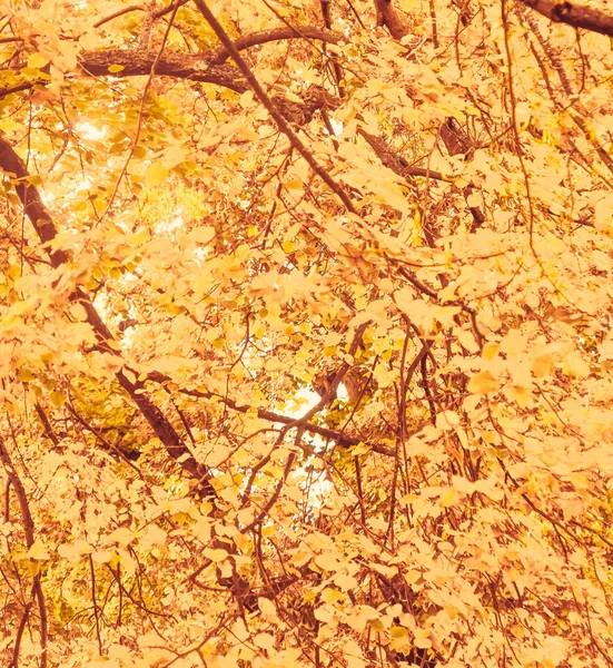 Schöne Herbstlandschaft Hintergrund, Vintage-Natur-Szene in f — Stockfoto