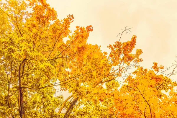 Beau fond de paysage d'automne, scène de nature vintage en f — Photo