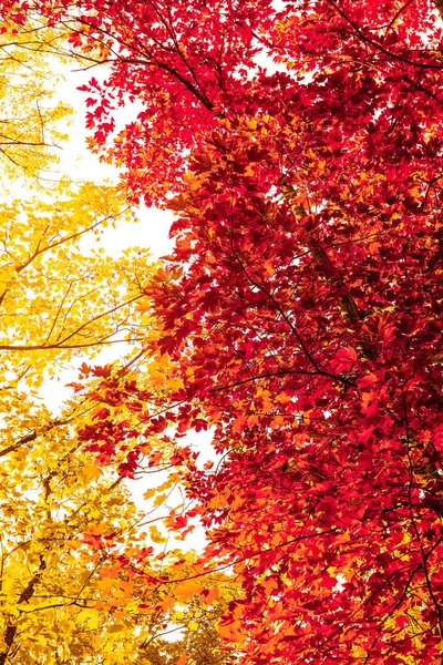 Belo outono paisagem fundo, vintage natureza cena em f — Fotografia de Stock