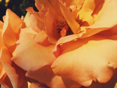 Gün batımında harika çiçek açan gül çiçeği, çiçek güzelliği backgrou