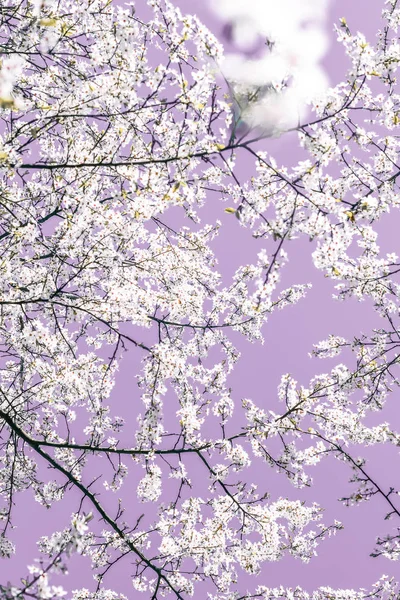 Blommig abstrakt konst på lila bakgrund, Vintage körsbärsblommor — Stockfoto