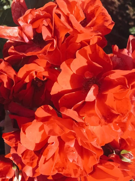 Korálová kvetoucí zahrada růže při západu slunce, květinové pozadí — Stock fotografie