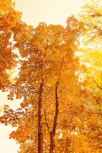 Belo outono paisagem fundo, vintage natureza cena em f — Fotografia de Stock