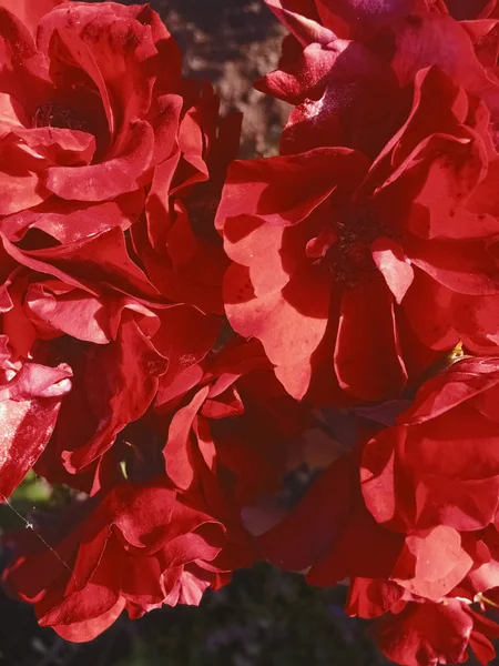 Red ανθόκηπος τριαντάφυλλο λουλούδι στο ηλιοβασίλεμα, floral πλάτη ομορφιά — Φωτογραφία Αρχείου